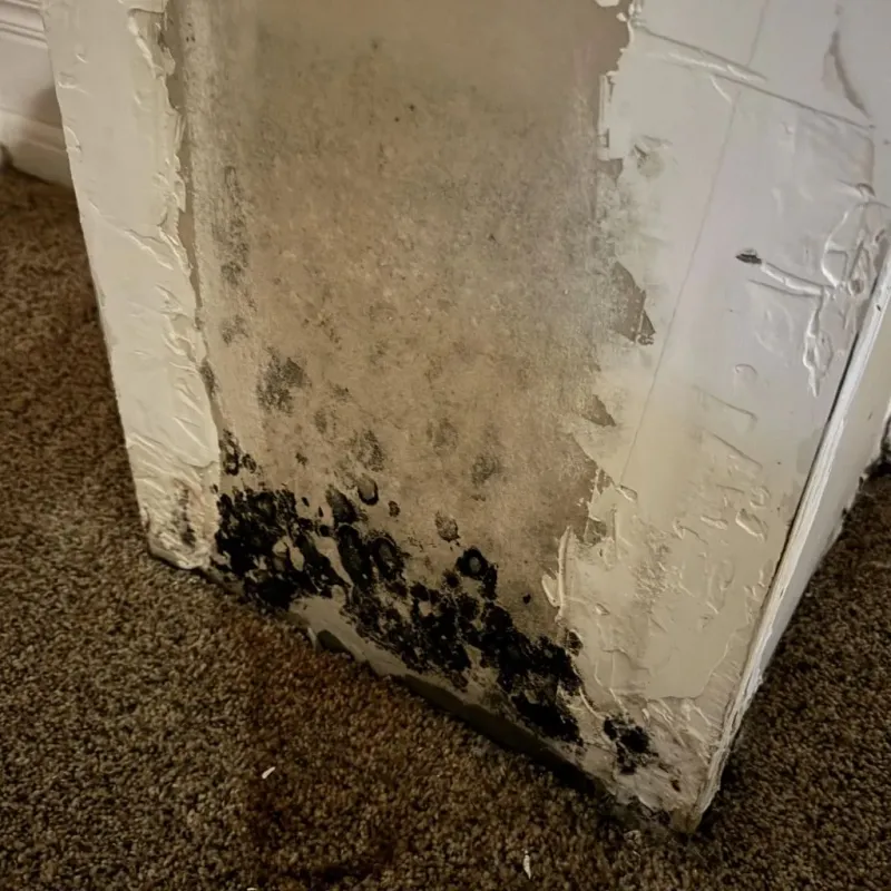 Professional Mold Removal in Furnas County, NE